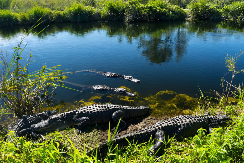 Best Florida National Parks to Spot Alligators