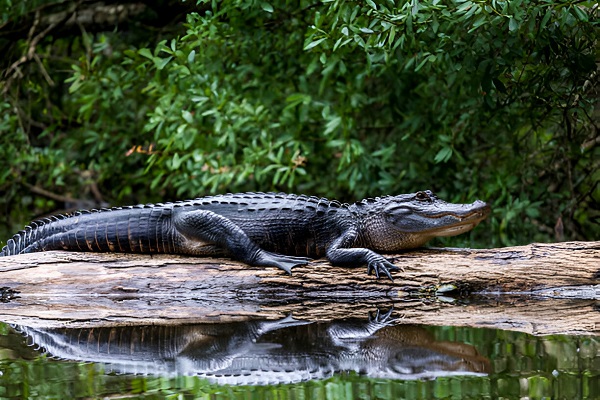 Best Florida National Parks to Spot Alligators